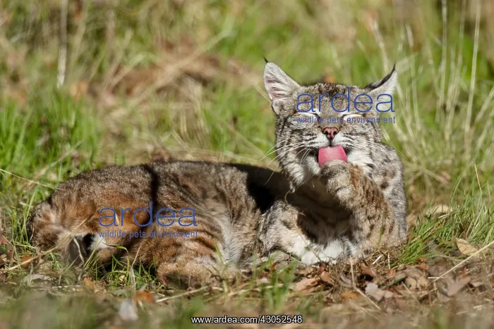  : Wild Bobcat (Lynx rufus) in Central California's