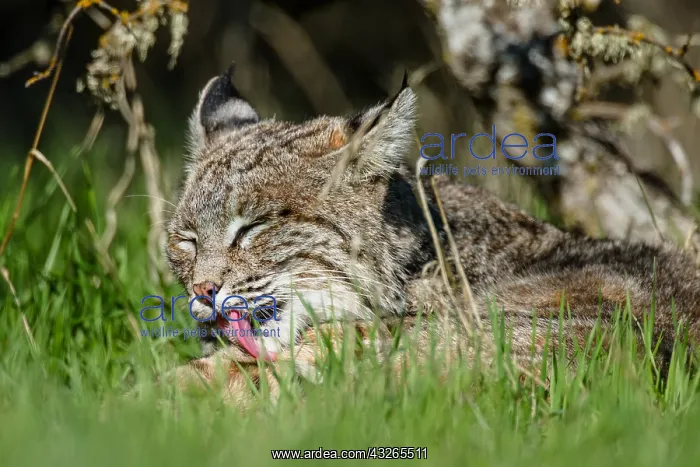 : Wild Bobcat (Lynx rufus) in Central California's : Wild Bobcat (Lynx rufus) in Central California's