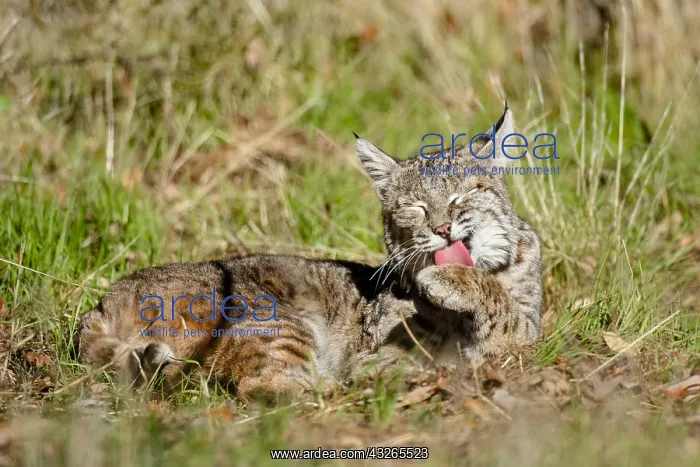 : Wild Bobcat (Lynx rufus) in Central California's : Wild Bobcat (Lynx rufus) in Central California's