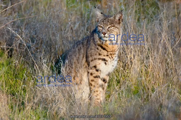: Wild Bobcat (Lynx rufus) along edge of field in : Wild Bobcat (Lynx rufus) along edge of field in