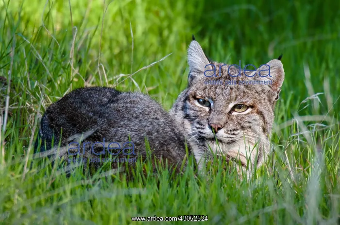 : Wild Bobcat (Lynx rufus) resting in grass on hillside : Wild Bobcat (Lynx rufus) resting in grass on hillside
