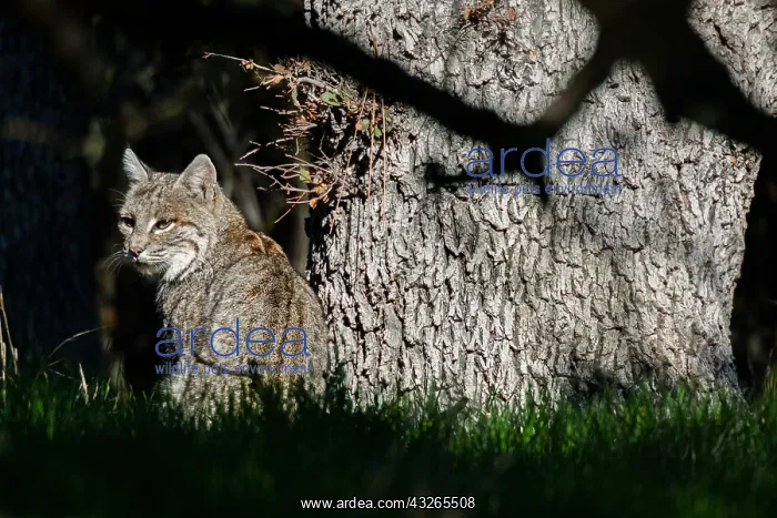  : Wild Bobcat (Lynx rufus) sitting by oak tree in
