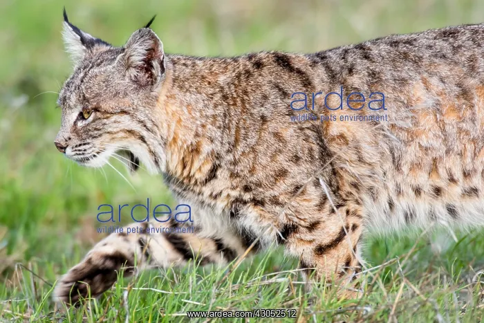 : Wild Bobcat (Lynx rufus) walking though grass in : Wild Bobcat (Lynx rufus) walking though grass in