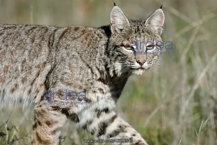 : Wild Bobcat (Lynx rufus) walking though grass in : Wild Bobcat (Lynx rufus) walking though grass in
