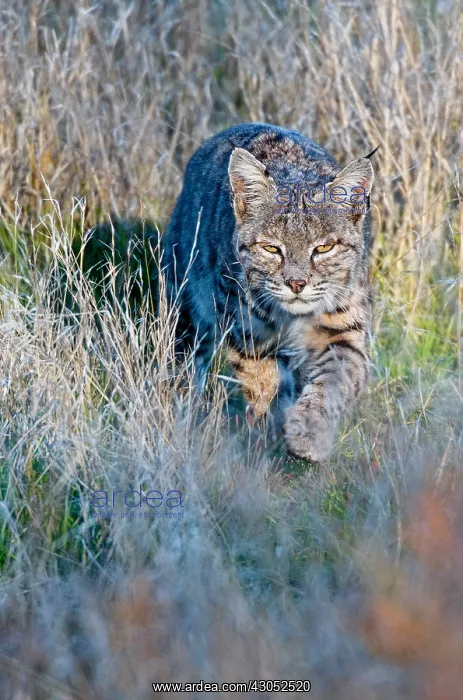  : Wild Bobcat (Lynx rufus) walking / stalking though