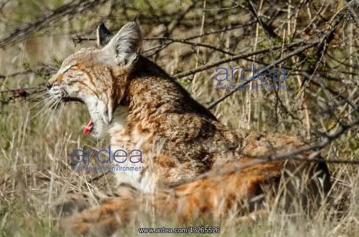 : Wild Bobcat (Lynx rufus) yawning. Central California : Wild Bobcat (Lynx rufus) yawning. Central California