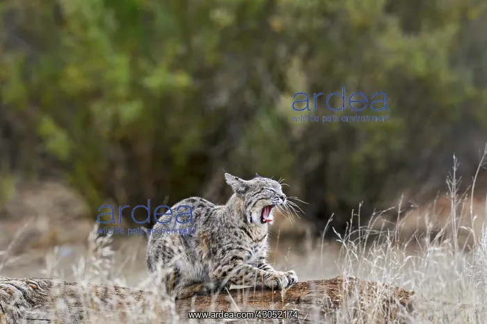 : Wild Bobcat (Lynx rufus) yawning. California : Wild Bobcat (Lynx rufus) yawning. California