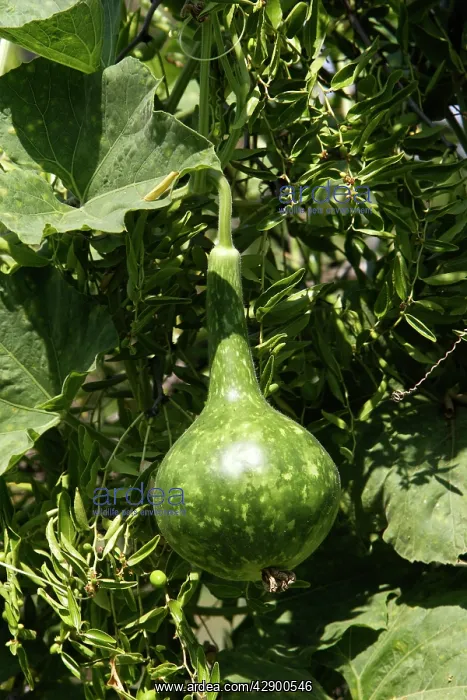 : Wild bottle gourd / Calabash : Wild bottle gourd / Calabash