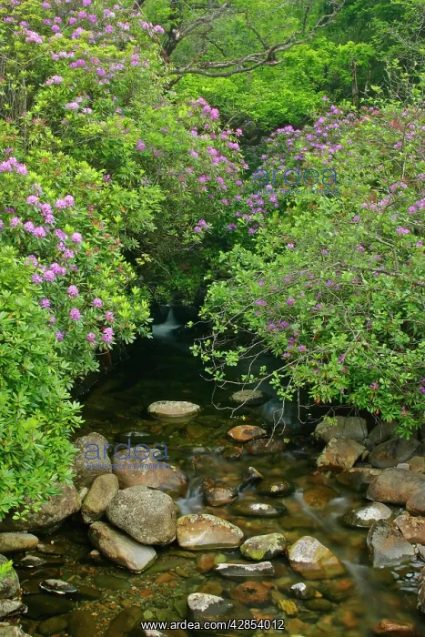  : wild brook - in forest with lilac coloured rhododendron
