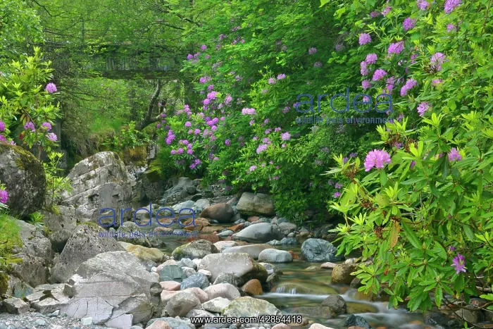  : wild brook - in forest with lilac coloured rhododendron