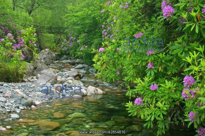 : wild brook - in forest with lilac coloured rhododendron : wild brook - in forest with lilac coloured rhododendron