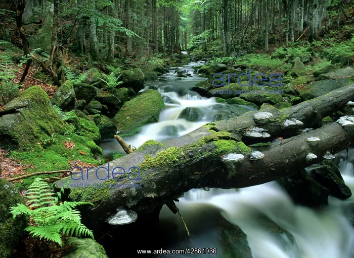  : Wild Brook in temperate primeval forest