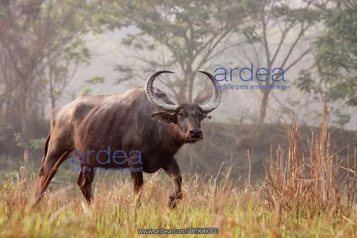 : Wild Buffalo - on the move : Wild Buffalo - on the move