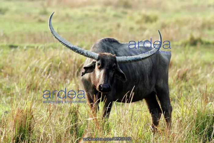 : Wild Buffalo : Wild Buffalo