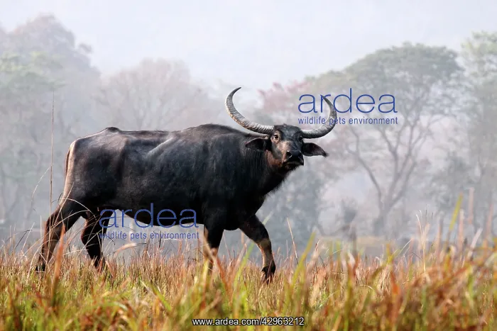 : Wild Buffalo - on the move : Wild Buffalo - on the move