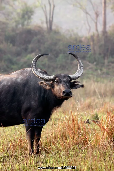 : Wild Buffalo : Wild Buffalo