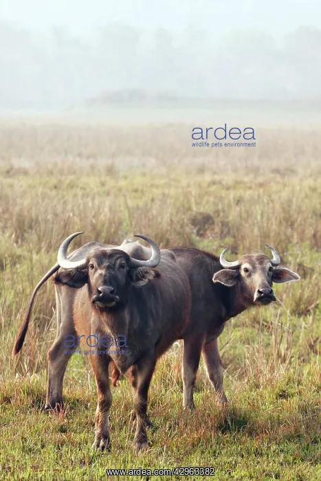 : Wild Buffalo : Wild Buffalo