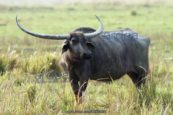 : Wild Buffalo : Wild Buffalo
