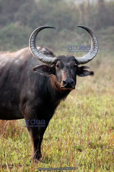 : Wild Buffalo : Wild Buffalo