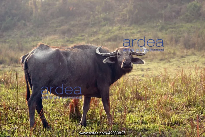 : Wild Buffalo : Wild Buffalo