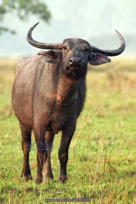 : Wild Buffalo : Wild Buffalo