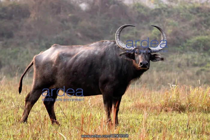 : Wild Buffalo : Wild Buffalo