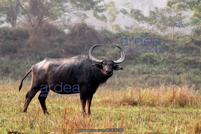 : Wild Buffalo : Wild Buffalo