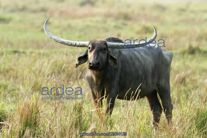 : Wild Buffalo : Wild Buffalo