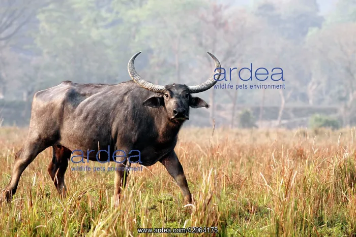 : Wild Buffalo - on the move : Wild Buffalo - on the move