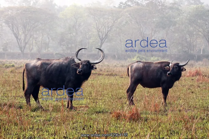 : Wild Buffalo : Wild Buffalo
