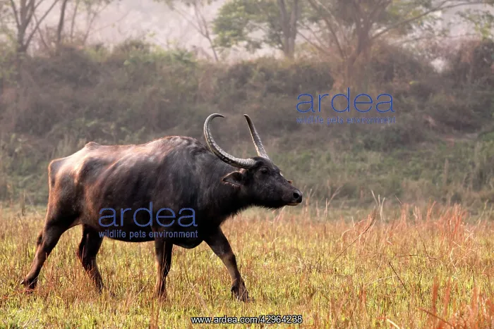 : Wild Buffalo : Wild Buffalo