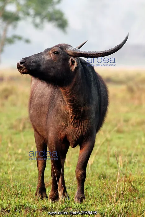 : Wild Buffalo : Wild Buffalo