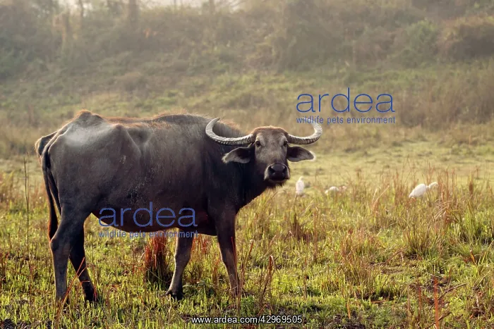 : Wild Buffalo : Wild Buffalo
