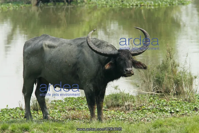 : Wild Buffalo - on the banks of river Brahamputra : Wild Buffalo - on the banks of river Brahamputra