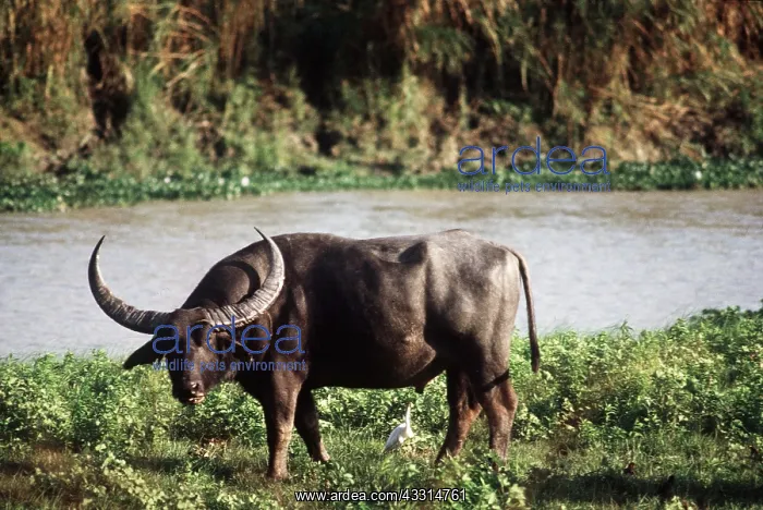  : WILD BUFFALO - bull, by water