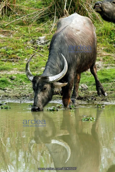 : Wild Buffalo - drinking water : Wild Buffalo - drinking water