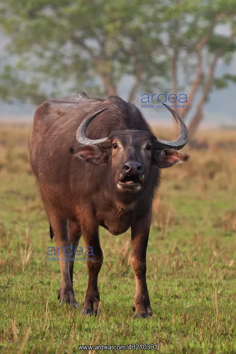 : Wild Buffalo in the grassland, Kaziranga : Wild Buffalo in the grassland, Kaziranga