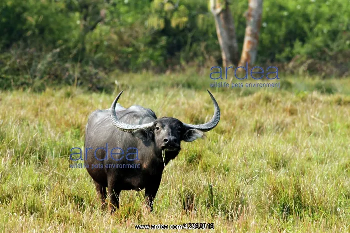 : Wild Buffalo - in the grasslands : Wild Buffalo - in the grasslands