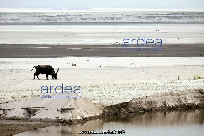 : Wild Buffalo - lone Buffalo on the banks of river : Wild Buffalo - lone Buffalo on the banks of river