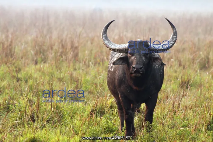 : Wild Buffalo - on a misty morning : Wild Buffalo - on a misty morning