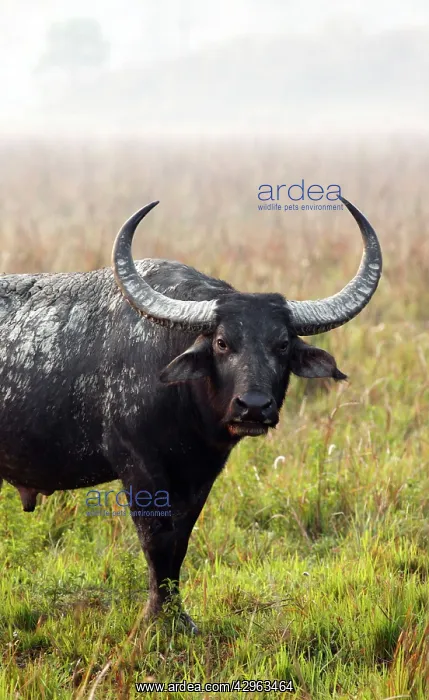 : Wild Buffalo - on a misty morning : Wild Buffalo - on a misty morning
