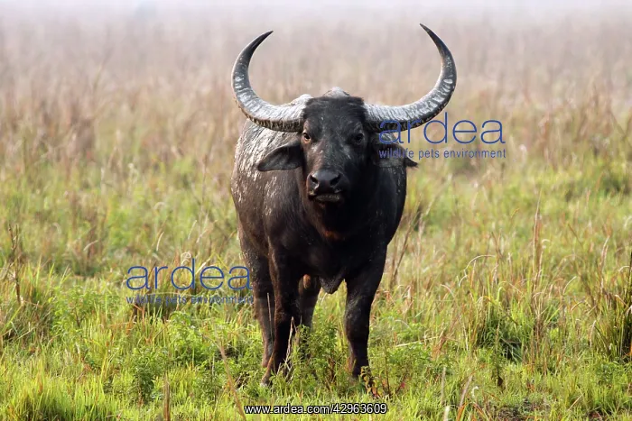 : Wild Buffalo - on a misty morning : Wild Buffalo - on a misty morning