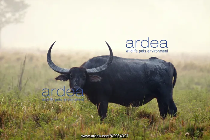 : Wild Buffalo - on a misty morning : Wild Buffalo - on a misty morning