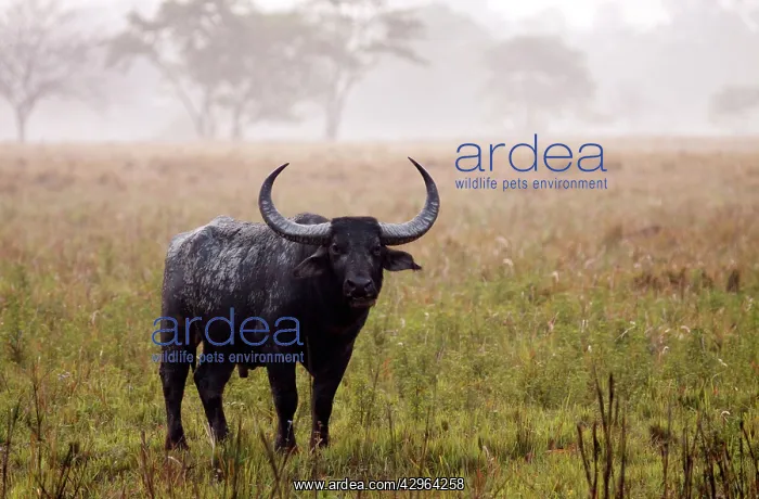 : Wild Buffalo - on a misty morning : Wild Buffalo - on a misty morning