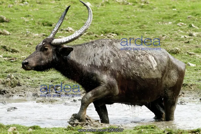  : Wild Buffalo - in the mud pool