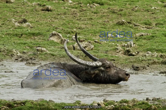 : Wild Buffalo in the mud pool, Kaziranga : Wild Buffalo in the mud pool, Kaziranga