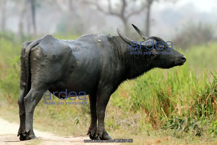 : Wild Buffalo - after mud wallowing : Wild Buffalo - after mud wallowing