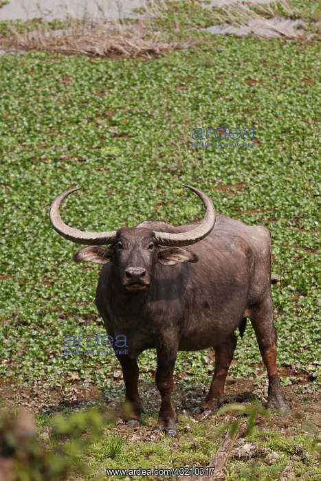 : Wild Buffalo near water body, Kaziranga : Wild Buffalo near water body, Kaziranga