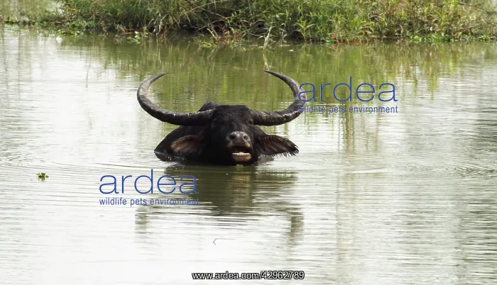 : Wild Buffalo - in the river Brahamputra : Wild Buffalo - in the river Brahamputra