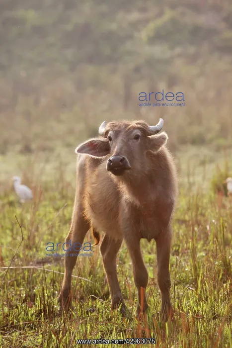 : Wild Buffalo - Young : Wild Buffalo - Young